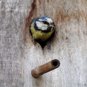 Lire la suite à propos de l’article Oiseau
