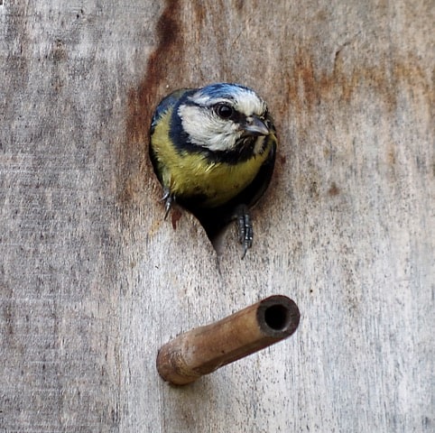 Vous consultez actuellement Oiseau