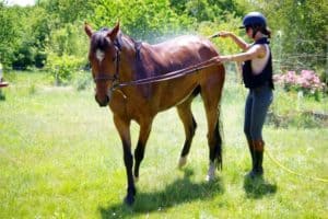 Lire la suite à propos de l’article Cheval