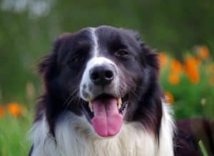 Lire la suite à propos de l’article Chien