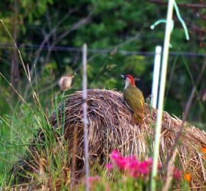 Lire la suite à propos de l’article 2 oiseaux