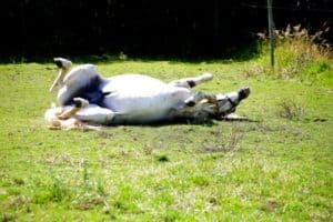 Lire la suite à propos de l’article Cheval Marrant