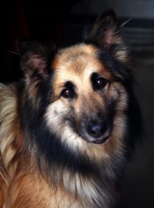 Lire la suite à propos de l’article Chien