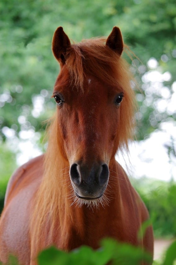 You are currently viewing Cheval