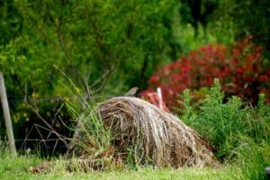 Lire la suite à propos de l’article Oiseau