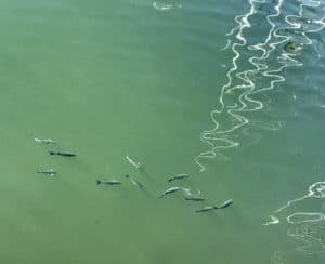 Lire la suite à propos de l’article Poissons