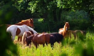 Lire la suite à propos de l’article Chevaux