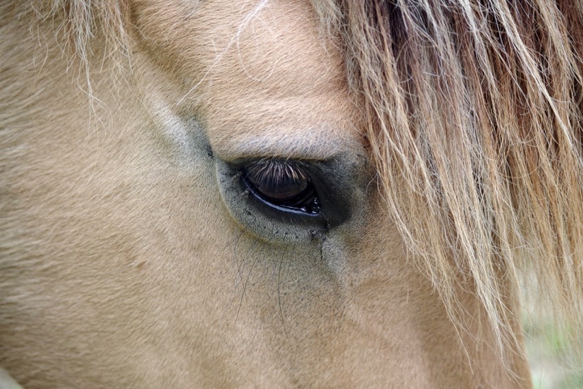 You are currently viewing Oeil de cheval