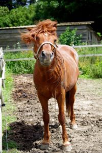 Lire la suite à propos de l’article Cheval