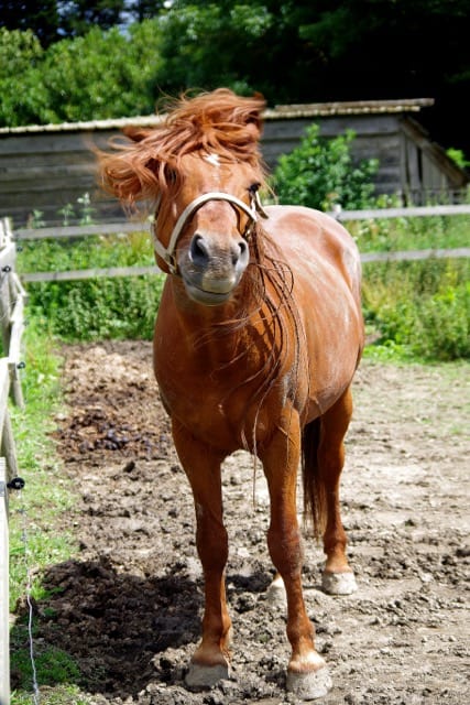 You are currently viewing Cheval