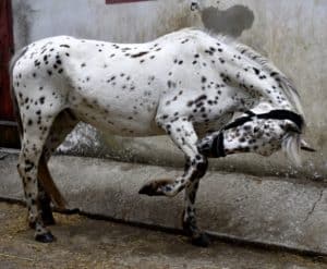 Lire la suite à propos de l’article Cheval