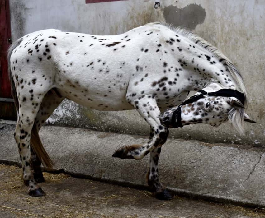 Vous consultez actuellement Cheval