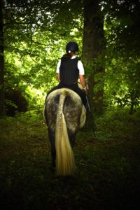 Lire la suite à propos de l’article Cheval