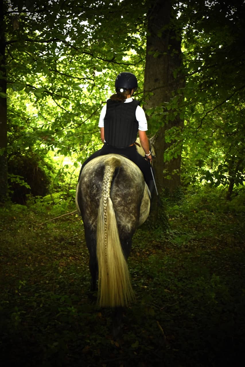 You are currently viewing Cheval