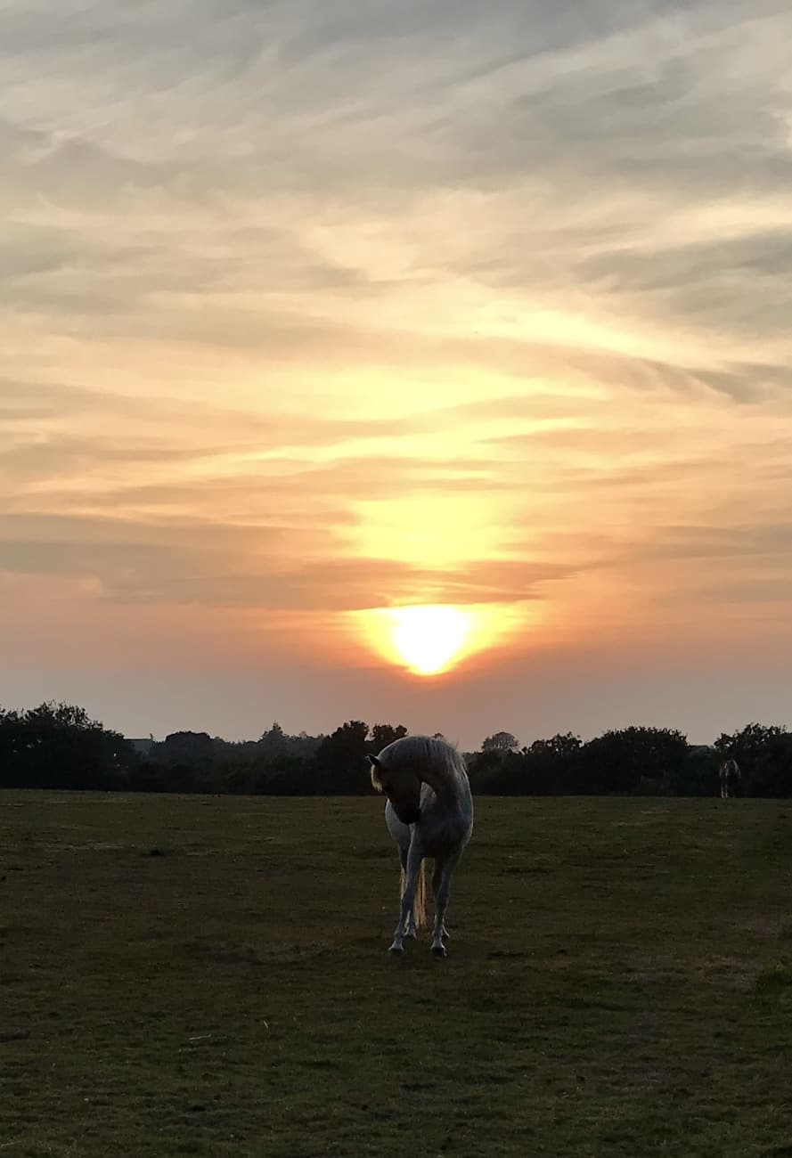 You are currently viewing Cheval