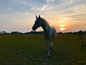 Lire la suite à propos de l’article Cheval