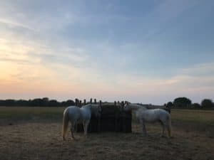 Lire la suite à propos de l’article Chevaux