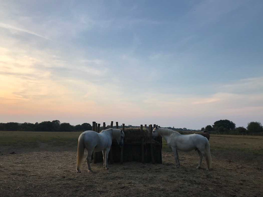 You are currently viewing Chevaux