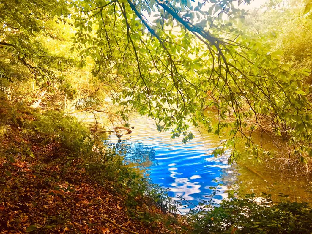 You are currently viewing Rivière