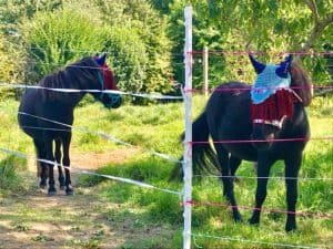 Lire la suite à propos de l’article Cheval masqué
