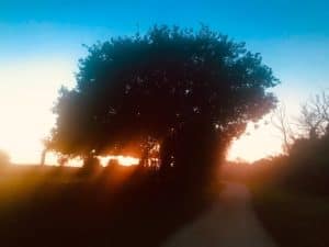 Lire la suite à propos de l’article Arbre ombre et lumière