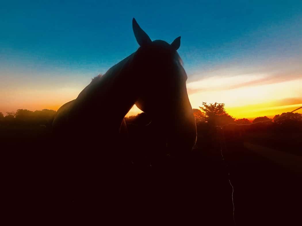 You are currently viewing Cheval ombre et lumière