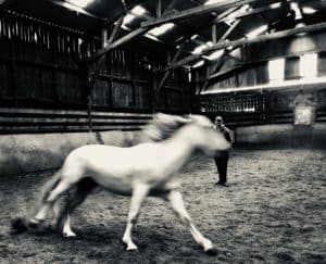 Lire la suite à propos de l’article Cheval