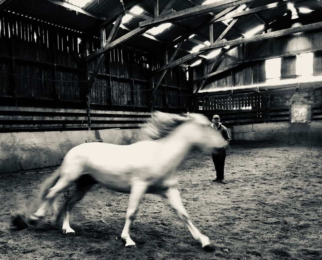 You are currently viewing Cheval