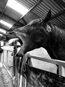 Lire la suite à propos de l’article Cheval rieur