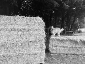 Lire la suite à propos de l’article Chien de paille