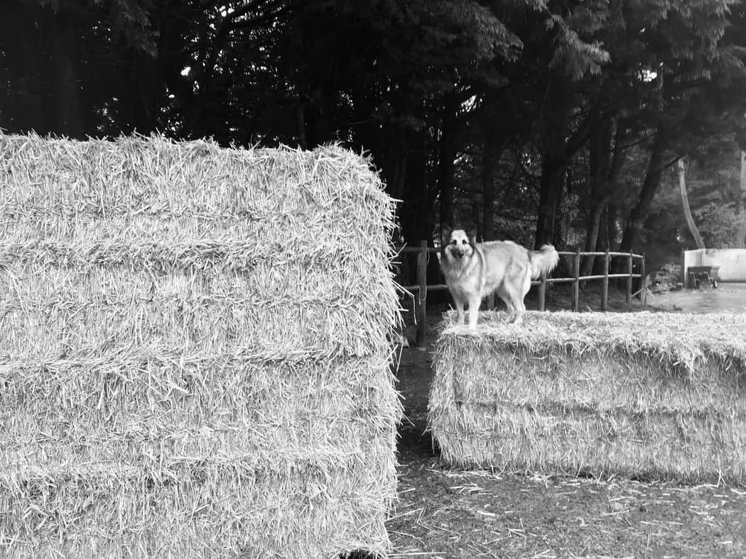 You are currently viewing Chien de paille
