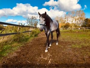 Lire la suite à propos de l’article Cheval