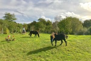 Lire la suite à propos de l’article Chevaux