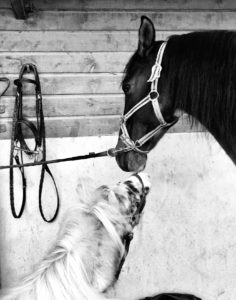 Lire la suite à propos de l’article Chevaux