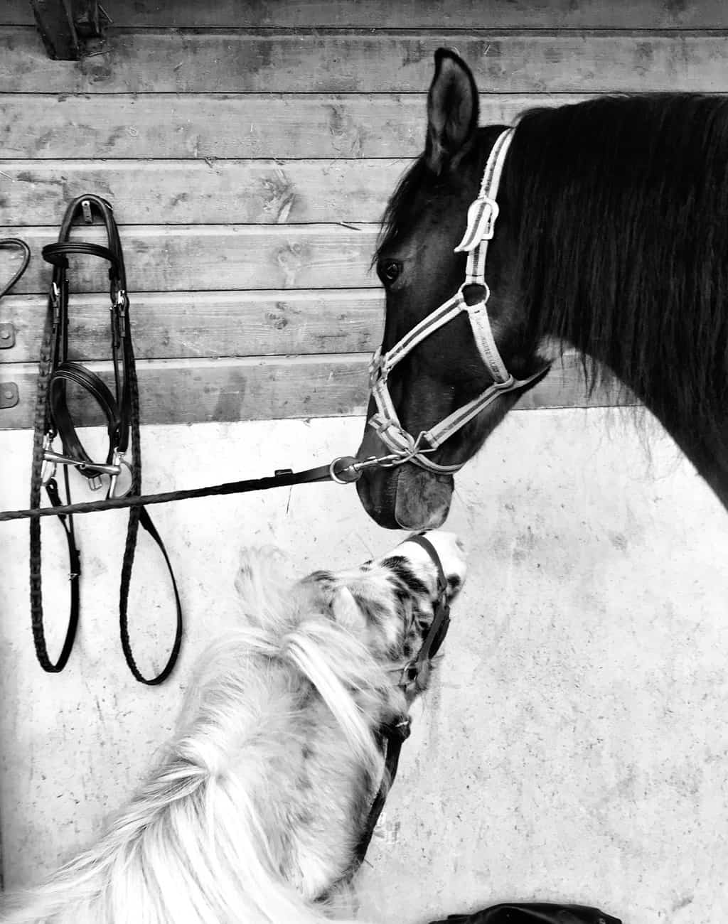 You are currently viewing Chevaux