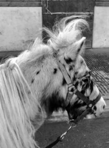 Lire la suite à propos de l’article Poney