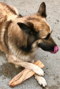 Lire la suite à propos de l’article Chien