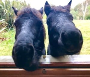 Lire la suite à propos de l’article 2 chevaux