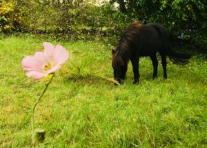 Lire la suite à propos de l’article Une fleur, un cheval