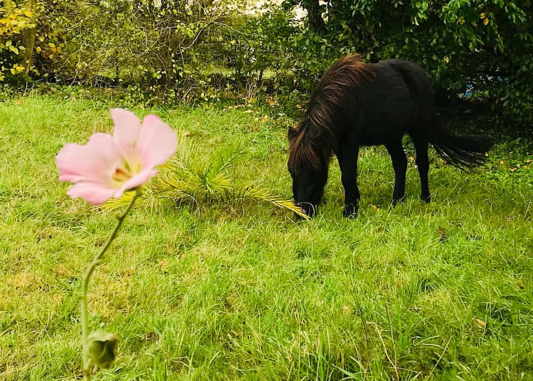 You are currently viewing Une fleur, un cheval