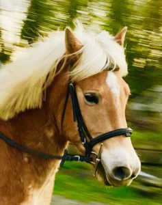 Lire la suite à propos de l’article Cheval