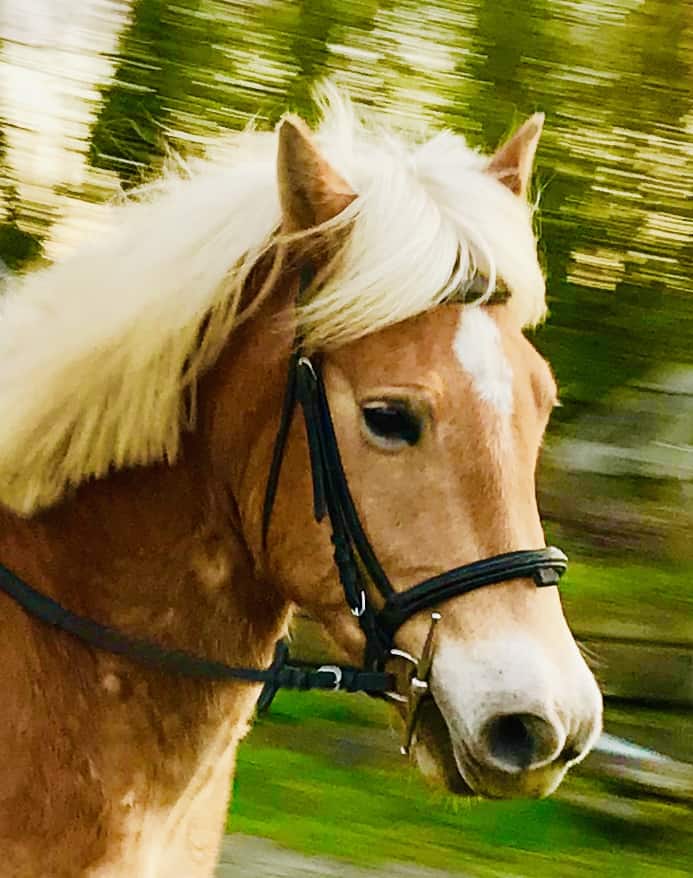 You are currently viewing Cheval
