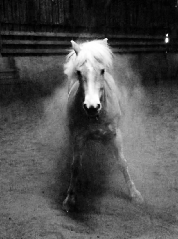 You are currently viewing Cheval