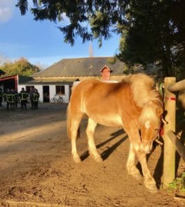Lire la suite à propos de l’article Cheval