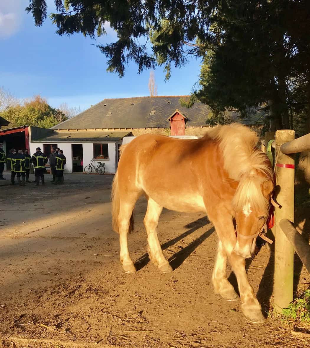You are currently viewing Cheval