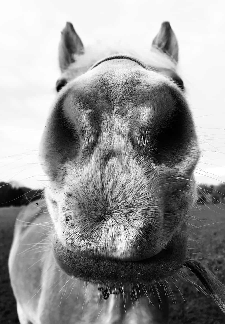 You are currently viewing Big Nose