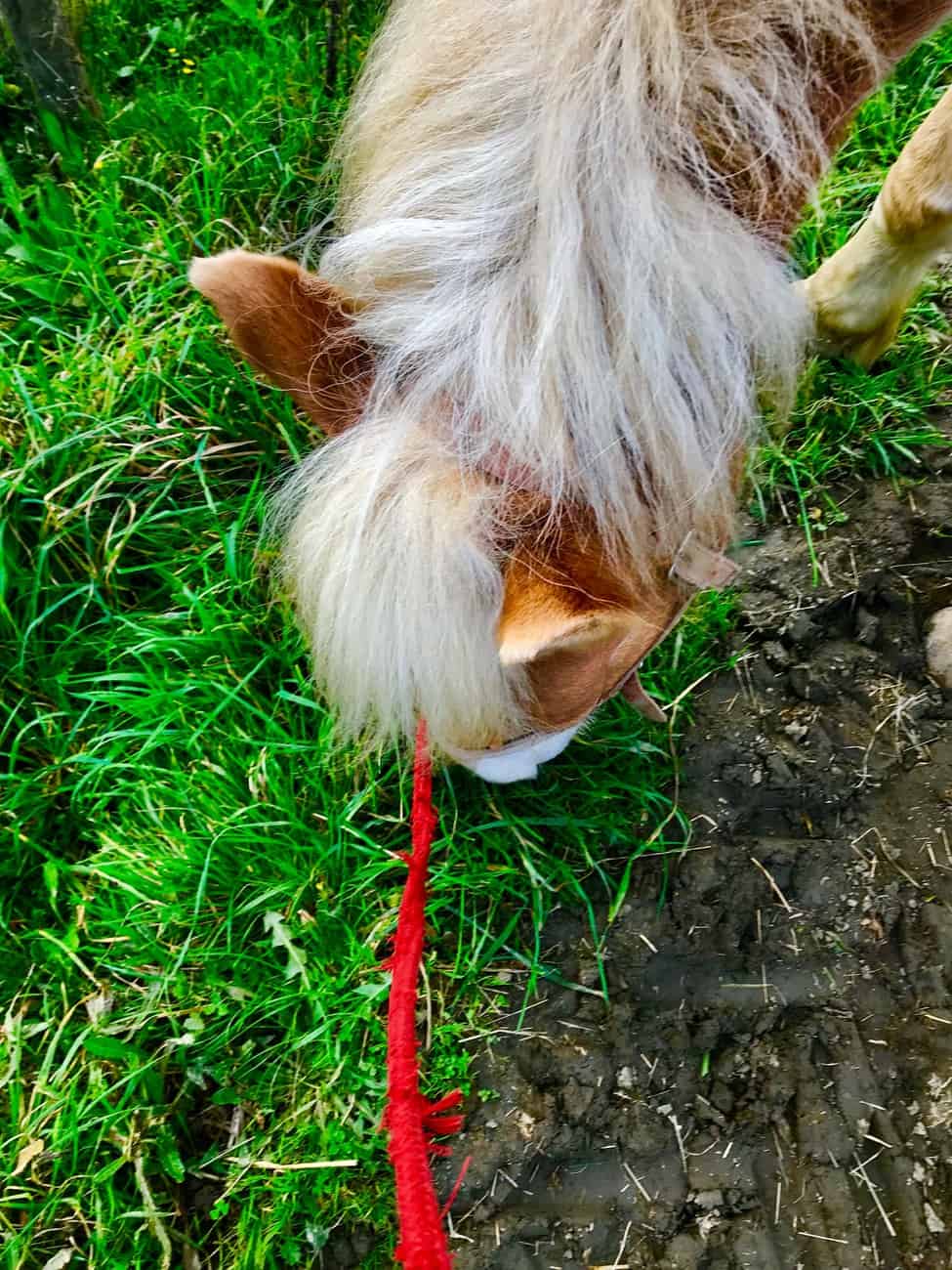 You are currently viewing Cheval