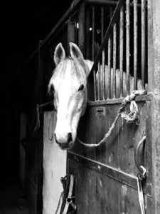 Lire la suite à propos de l’article Cheval