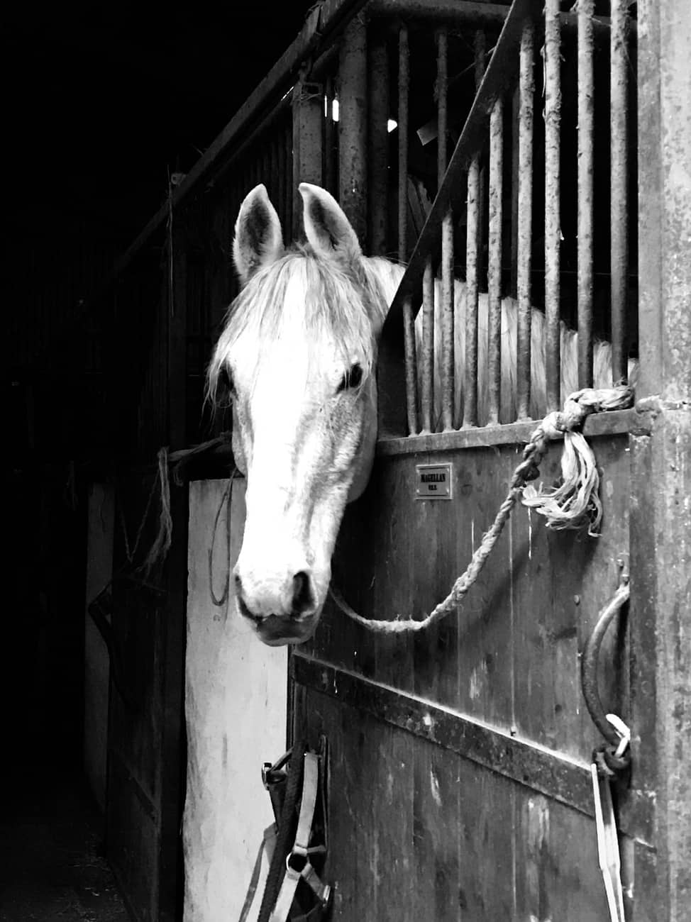 You are currently viewing Cheval