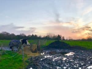 Lire la suite à propos de l’article Cheval